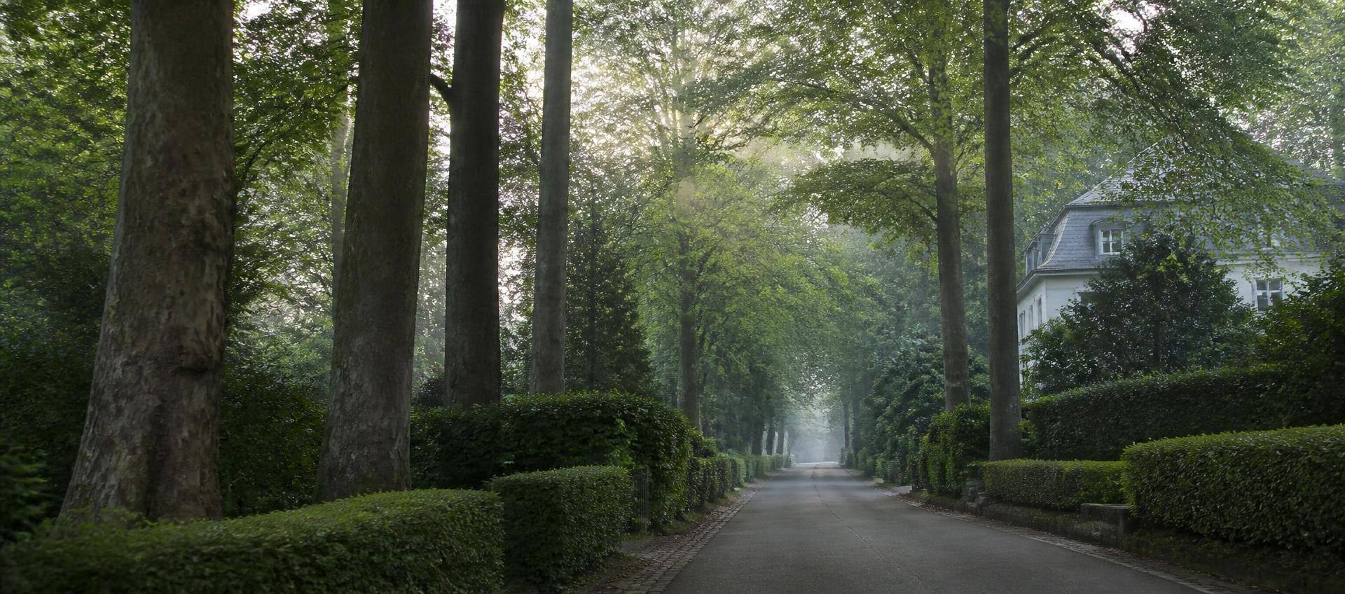 Ruhige Wohnstraße mit altem Baumbestand im Taunus